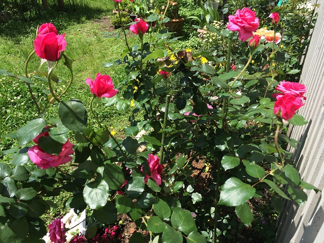 聖書の植物の庭のバラ