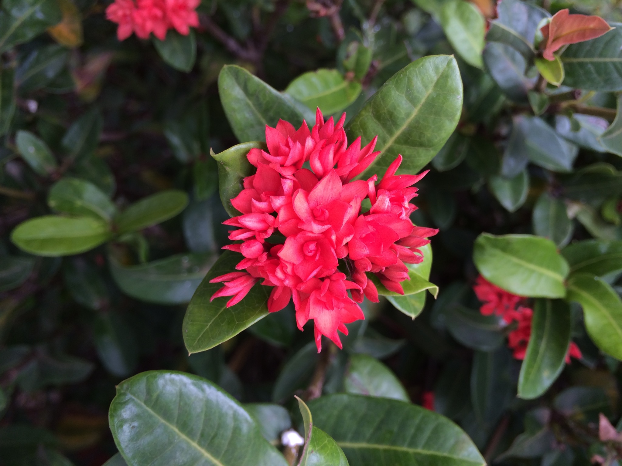 生垣の真っ赤な花はサンダンカにも似ているが。