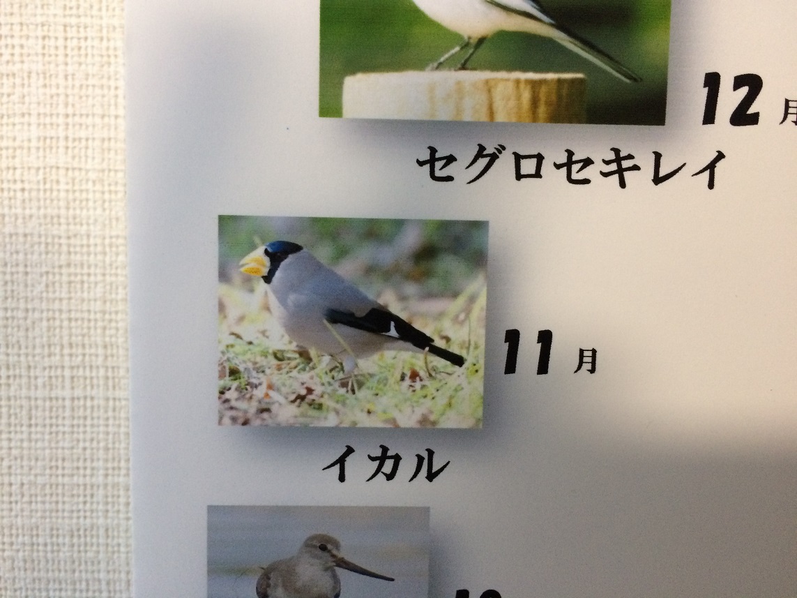 日本野鳥の会の時計は季節の野鳥がさえずる