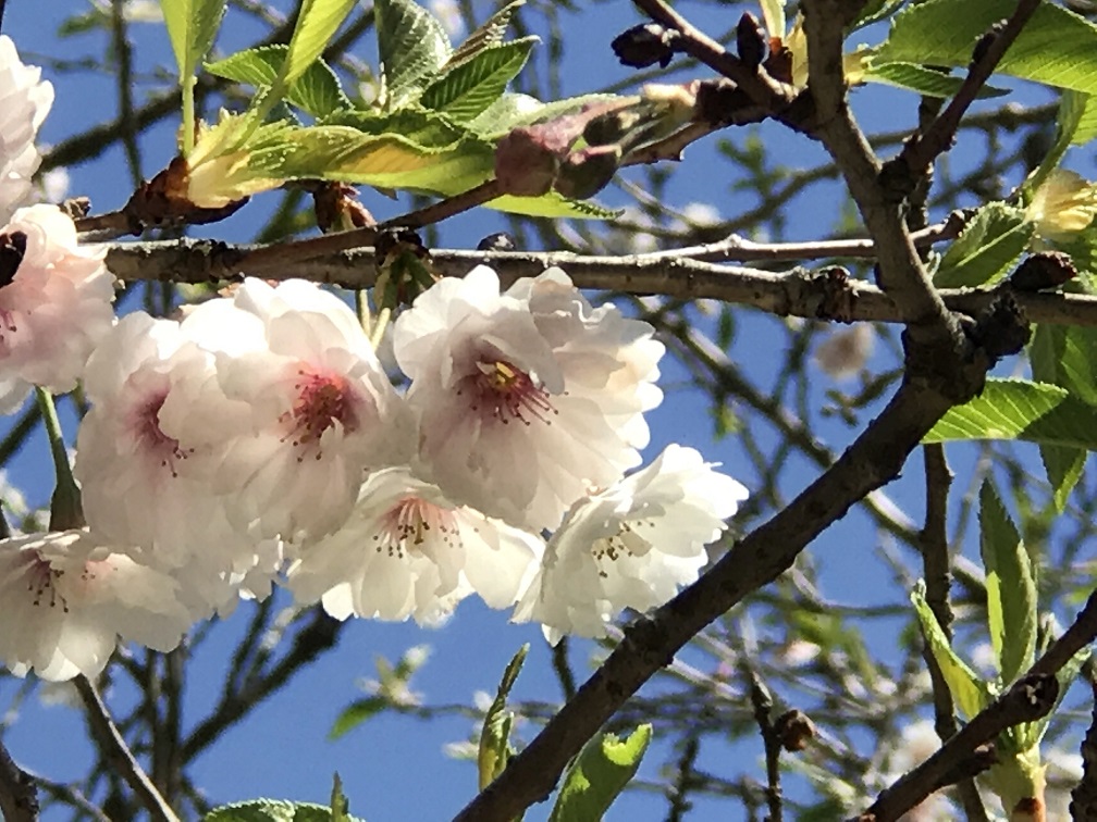 人吉の桜も部分咲