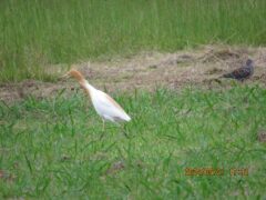 浦上教教会の庭はひろ～いので野鳥たちのあそび場アマサギとキジバト