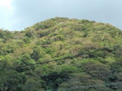 奄美の山はもう秋実は台風による塩害