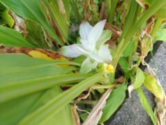 今朝気が付いた庭先のウコンの花