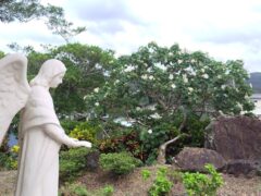 浦上教会入口の天使とサキシマフヨウ