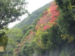 シマの山は今が秋真っ盛りハゼの木