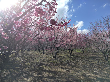 崎原さきばるの桜公園