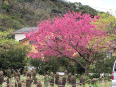 浦上教会の桜のなかでこの木はもっとも緋色が濃い