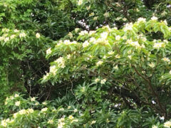 奄美の山々はみずみずしい緑に覆われ純白のイジュウの花が満開
