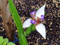 アメリカシャガ。アヤメの一種でアメリカ産。長く伸びた葉の先端から花を咲かせる。お隣に貰った鉢植えから咲いた。