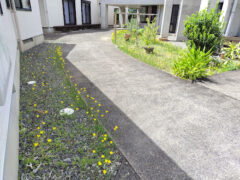 今年何度目の開花か。本命の聖書の庭はもちろん、軒下までも我が物顔が憎めない。