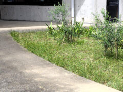 花の季節も終わってハブの逃れ場に
