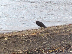 忍の一字でじっと獲物を待つ姿はアオサギに近い