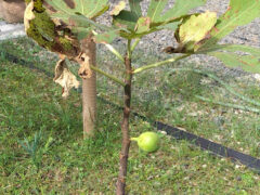 書の庭のイチジク。冬枯れの中落ちずに頑張っている