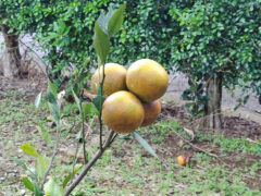 瀬留教会庭先のミカン