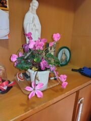 マリア様の足元で癒しを待つシクラメン