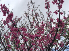 「咲かないんです個の桜」「切って他の木を植えたら?」そんな会話を聞いて慌てたのか数十年ぶりに開花した教会の桜。