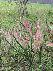 ムカデタイゲキ