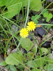 コオニタビラコ