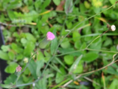 ウスベニニガナ