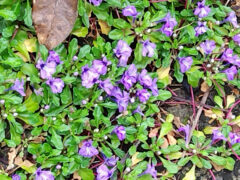キランソウ　カーポートの横の茂った草むらのような一角の花圏からはみ出している。