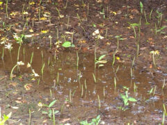 勢い良く伸びて植栽の時を待つメイルギの新芽
