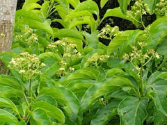 ワダツミは海の神様のことだと聞いたことがあるが、植物の名にどうして？