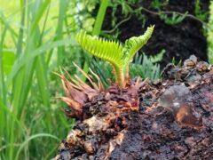 害虫にめげずにすくすく