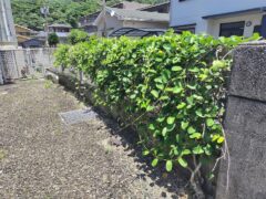 甘酒どころか水一滴上げないのに炎天下でもこのパワー！