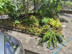 カーポート前の植え込みは甘酒ならぬ水道水でやっと回復
