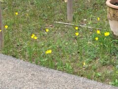 久しぶりの雨の毎日に一斉に開花したキイロタマスダレ